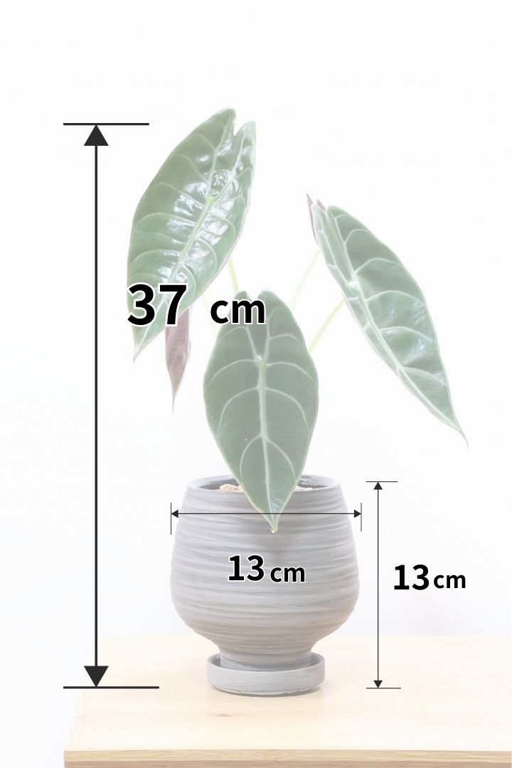 アロカシア スーヒルマニアナWGL60500観葉植物の通信販売