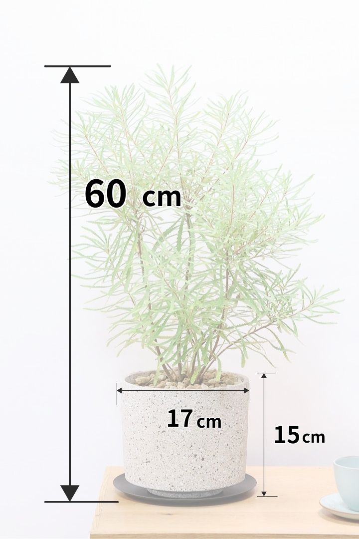 【バンクシア スピヌローサ】APEGO初入荷！寒さに強く-5℃までOKなので年間を通して戸外で彩ってくれますよ！