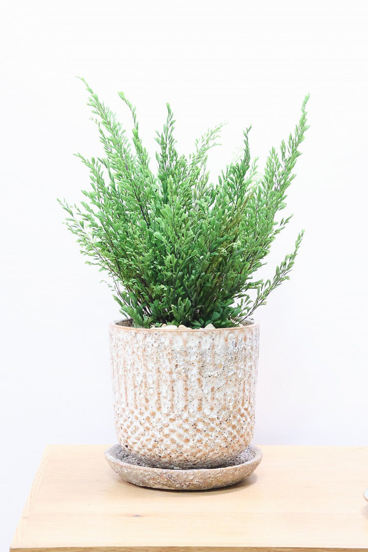 【アジアンタム リサ】ふわふわした雰囲気がとってもかわいい観葉植物! POTとの相性も抜群！
