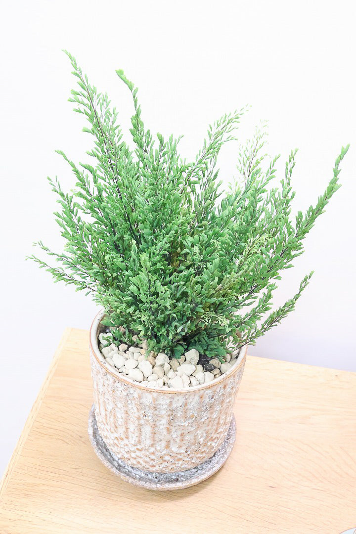 【アジアンタム リサ】ふわふわした雰囲気がとってもかわいい観葉植物! POTとの相性も抜群！