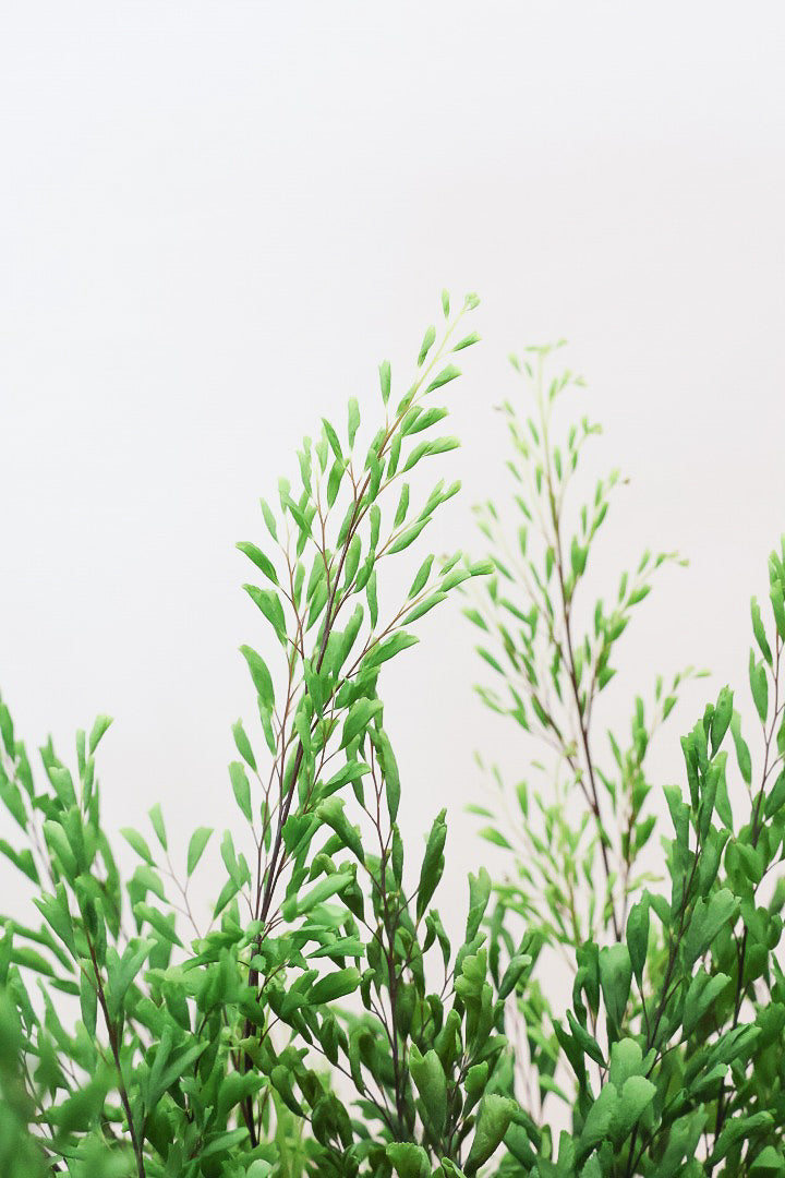 【アジアンタム リサ】ふわふわした雰囲気がとってもかわいい観葉植物! POTとの相性も抜群！