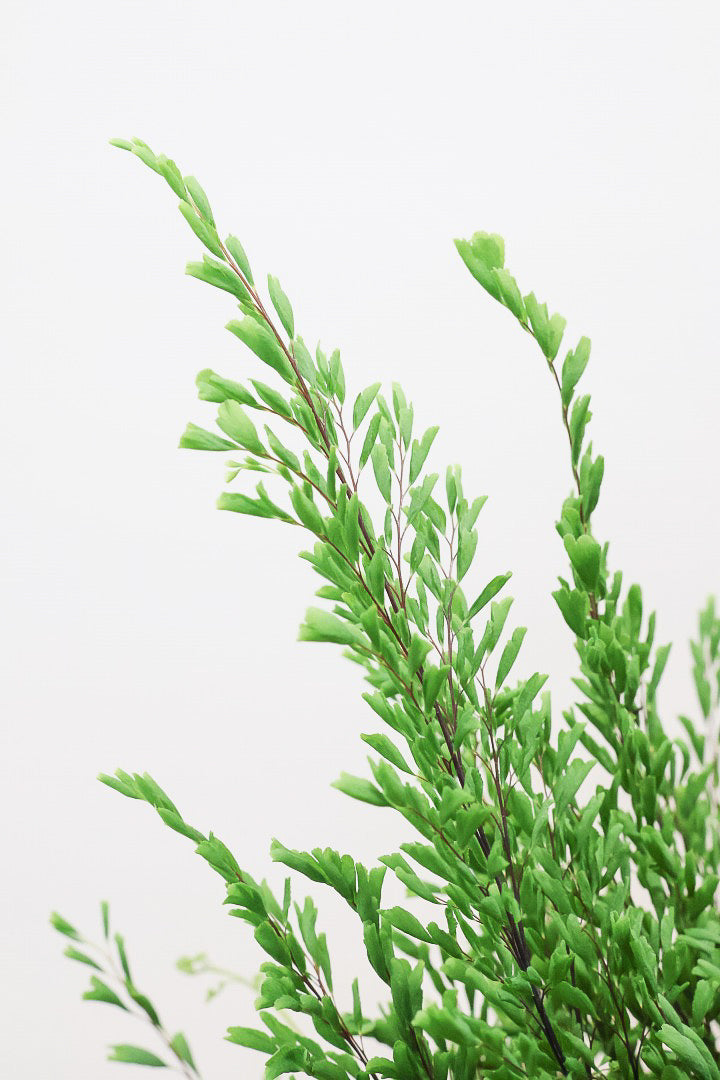 【アジアンタム リサ】ふわふわした雰囲気がとってもかわいい観葉植物! POTとの相性も抜群！
