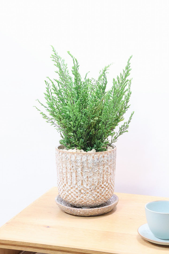 【アジアンタム リサ】ふわふわした雰囲気がとってもかわいい観葉植物! POTとの相性も抜群！
