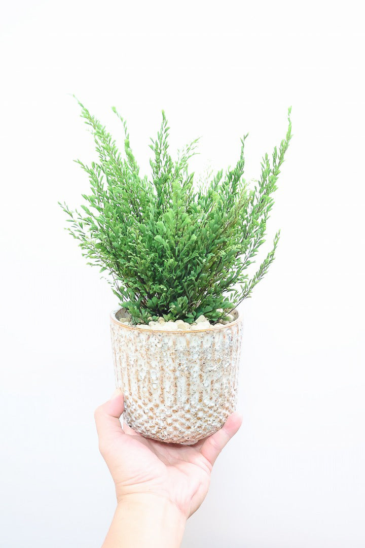 【アジアンタム リサ】ふわふわした雰囲気がとってもかわいい観葉植物! POTとの相性も抜群！