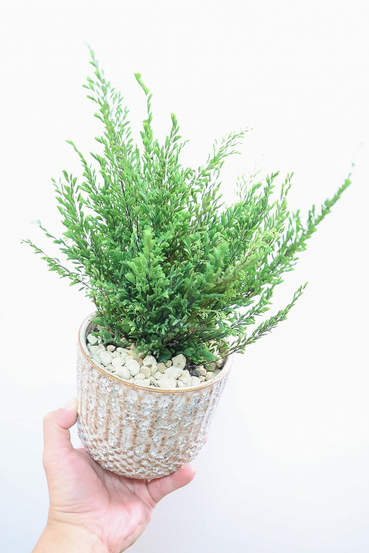 【アジアンタム リサ】ふわふわした雰囲気がとってもかわいい観葉植物! POTとの相性も抜群！