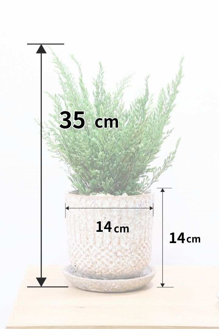 【アジアンタム リサ】ふわふわした雰囲気がとってもかわいい観葉植物! POTとの相性も抜群！