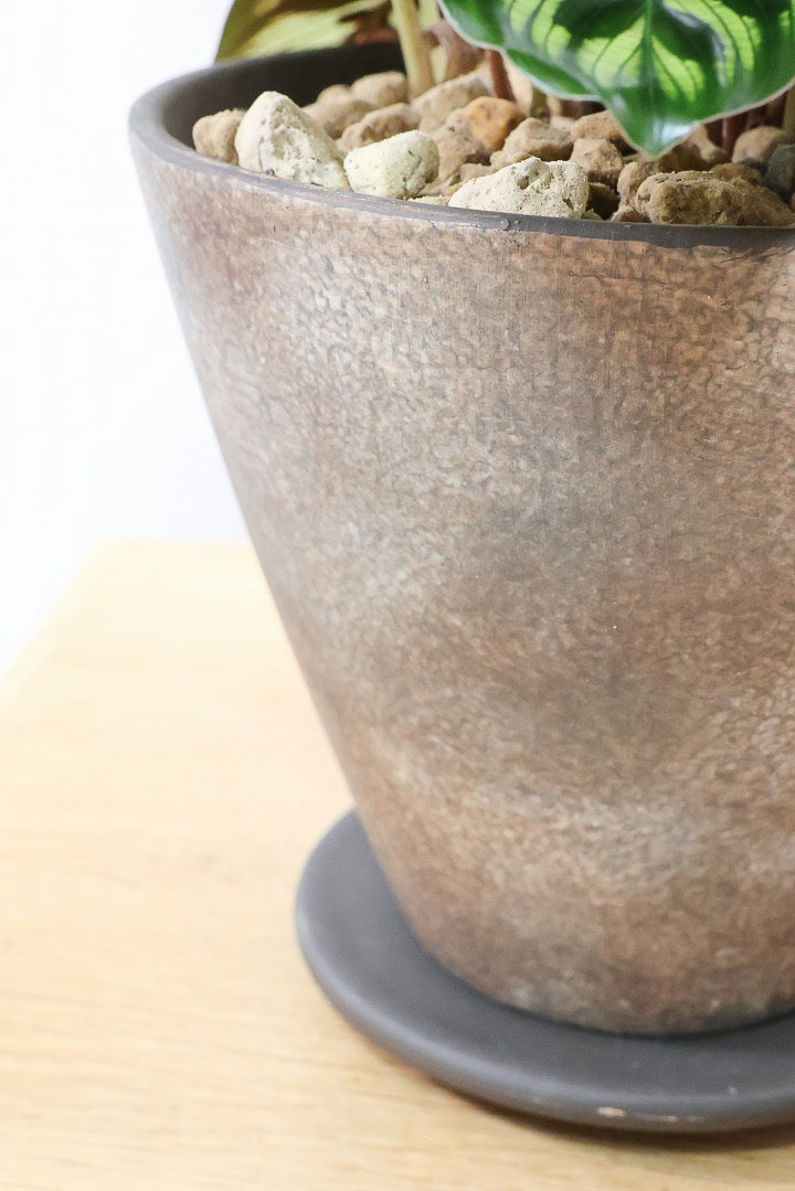 【カラテア マコヤナ】このサイズは初入荷！生産者さんがとても良い個体の物を出荷してくださいました！