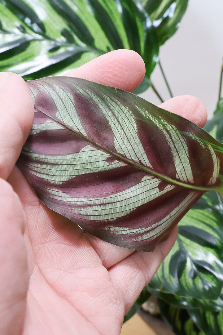 【カラテア マコヤナ】このサイズは初入荷！生産者さんがとても良い個体の物を出荷してくださいました！