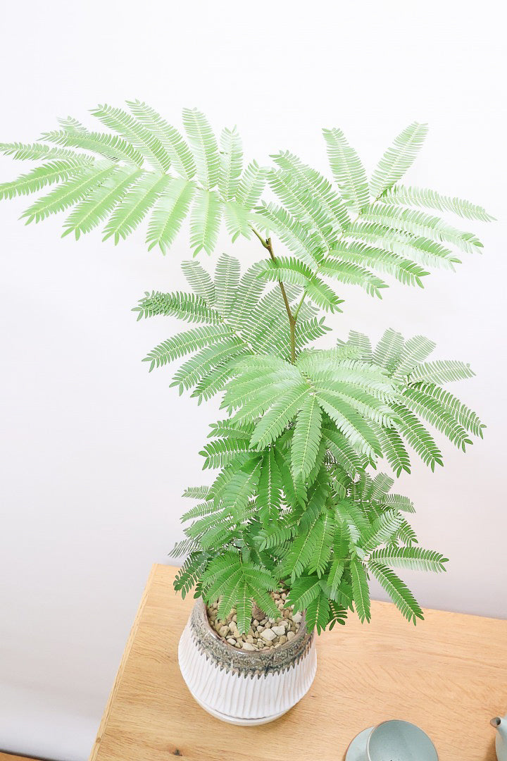 【エバーフレッシュ】かわいいPOT！そしてスタイリッシュに美しく仕立てられたこだわりの樹形！素敵なカーブの幹でバランスが良い！