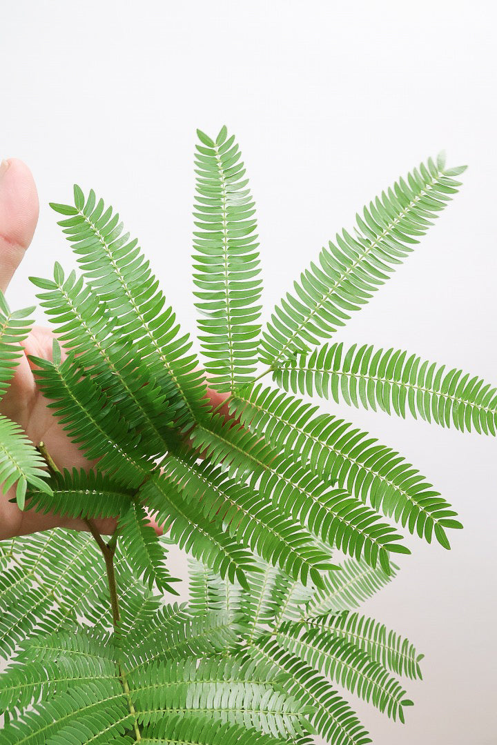 エバーフレッシュGR60755| 観葉植物の通信販売 | APEGO(アペーゴ)