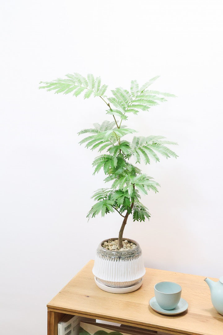 【エバーフレッシュ】かわいいPOT！そしてスタイリッシュに美しく仕立てられたこだわりの樹形！素敵なカーブの幹でバランスが良い！