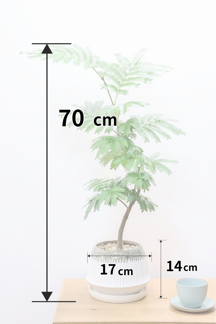 【エバーフレッシュ】かわいいPOT！そしてスタイリッシュに美しく仕立てられたこだわりの樹形！素敵なカーブの幹でバランスが良い！