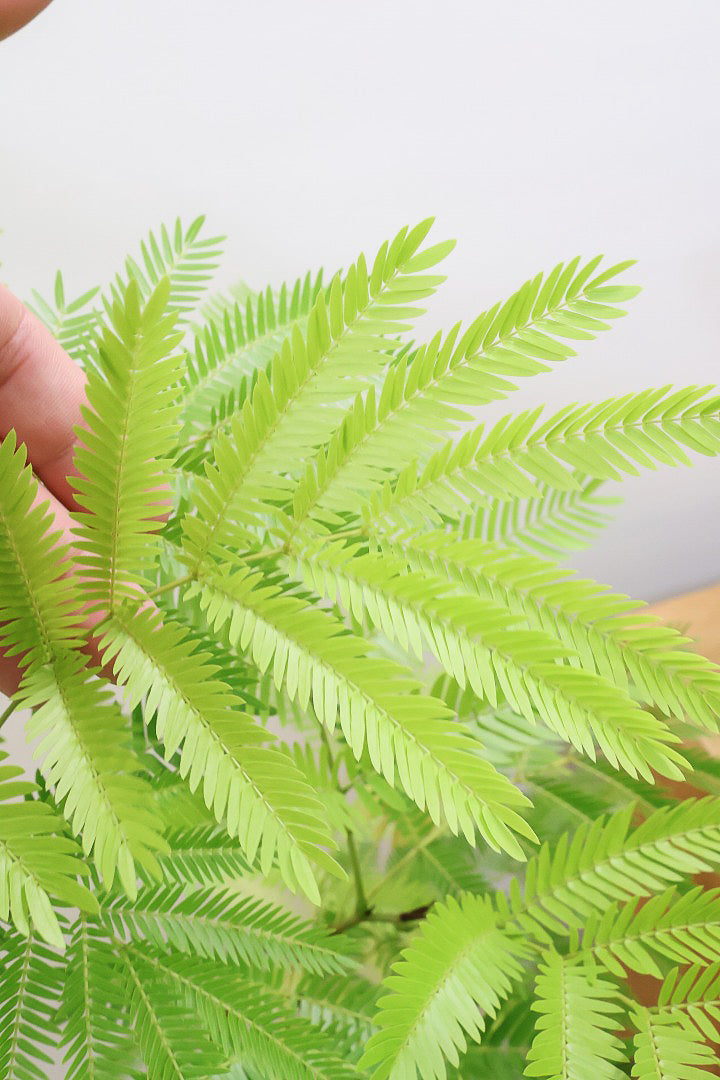 エバーフレッシュ エバーフレッシュW60394| 観葉植物の通信販売 | APEGO(アペーゴ)