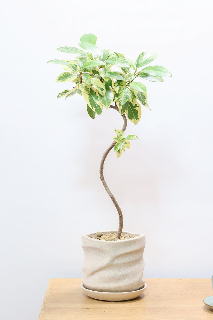 60524-1SS_1024x1024.jpg?v=