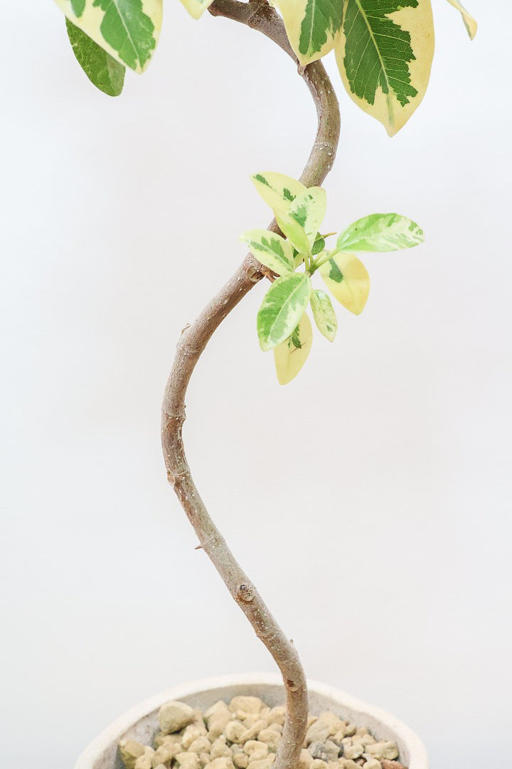 斑入りフランスゴムCW60218観葉植物の通信販売 | APEGO(アペーゴ)