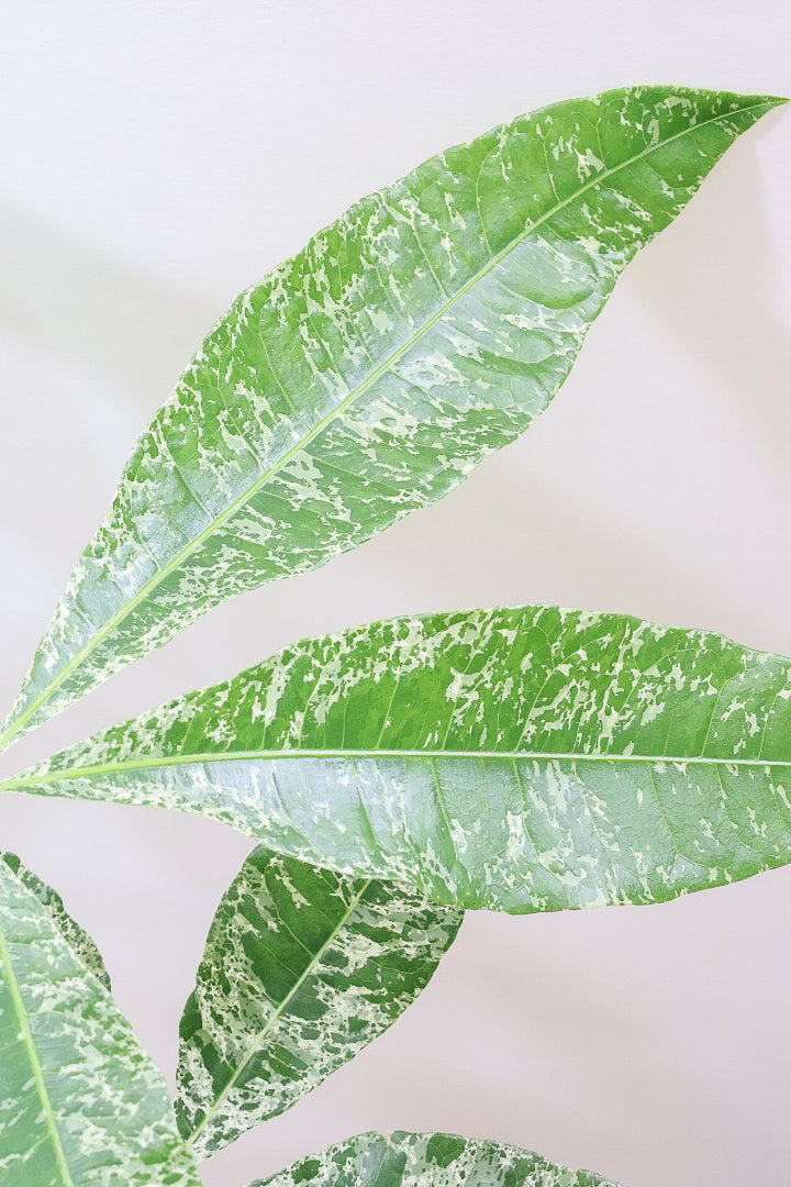 パキラ ミルキーウェイ 2 パキラ・ミルキーウェイ 2