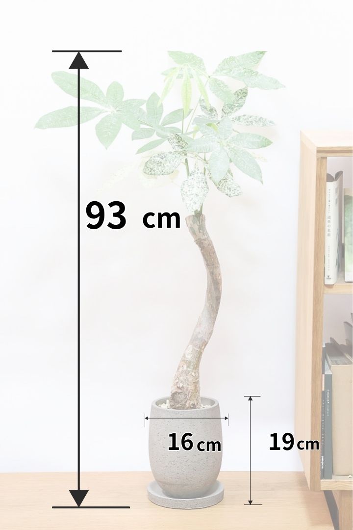 パキラ ミルキーウェイ 2 パキラ・ミルキーウェイ