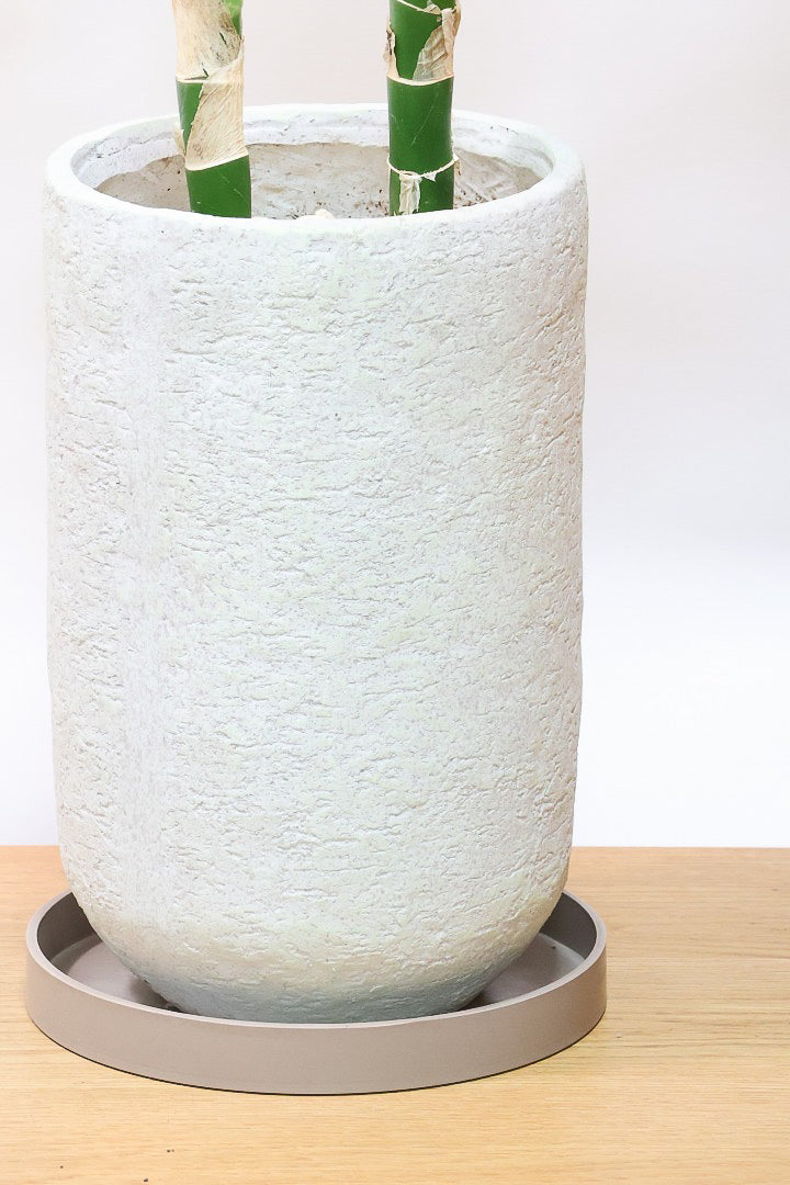 デヘンバキア ドラゴンスケールIV60526| 観葉植物の通信販売 | APEGO