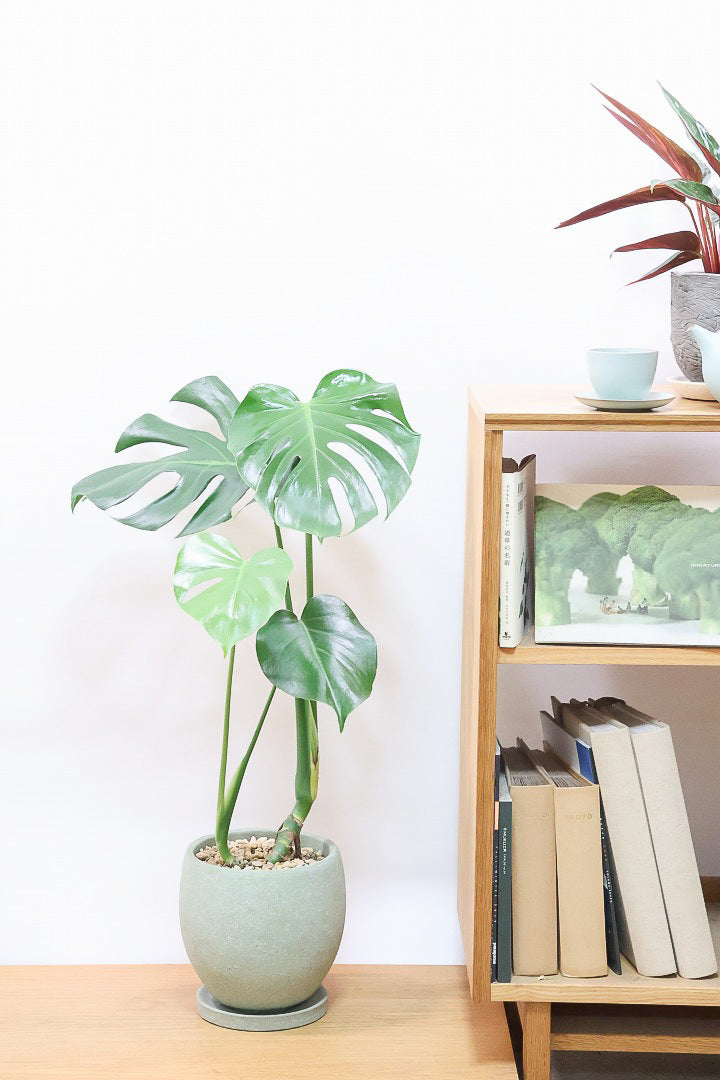 モンステラCIV60325| 観葉植物の通信販売 | APEGO(アペーゴ)