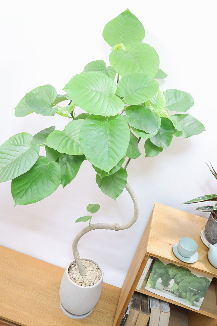 【ウンベラータ】鹿児島の有名な生産者さんが手塩にかけて作りました！最高の樹形です！