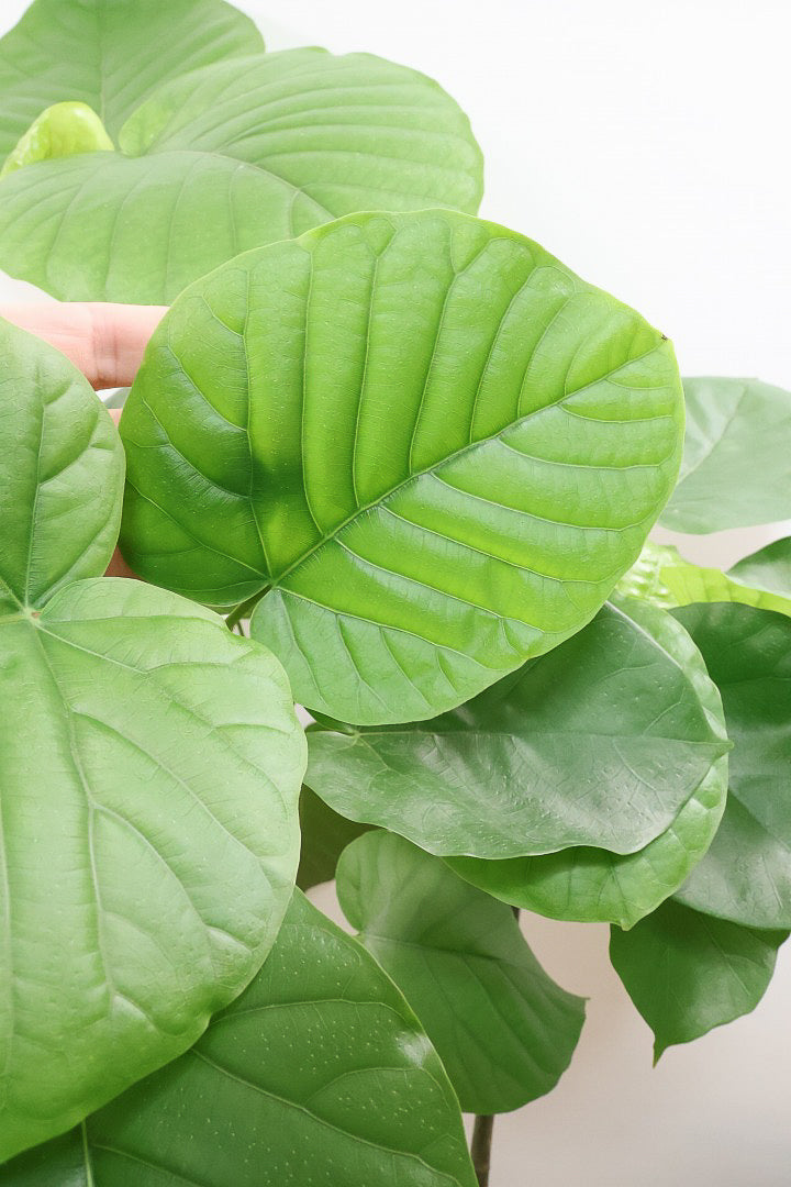 【ウンベラータ】鹿児島の有名な生産者さんが手塩にかけて作りました！最高の樹形です！