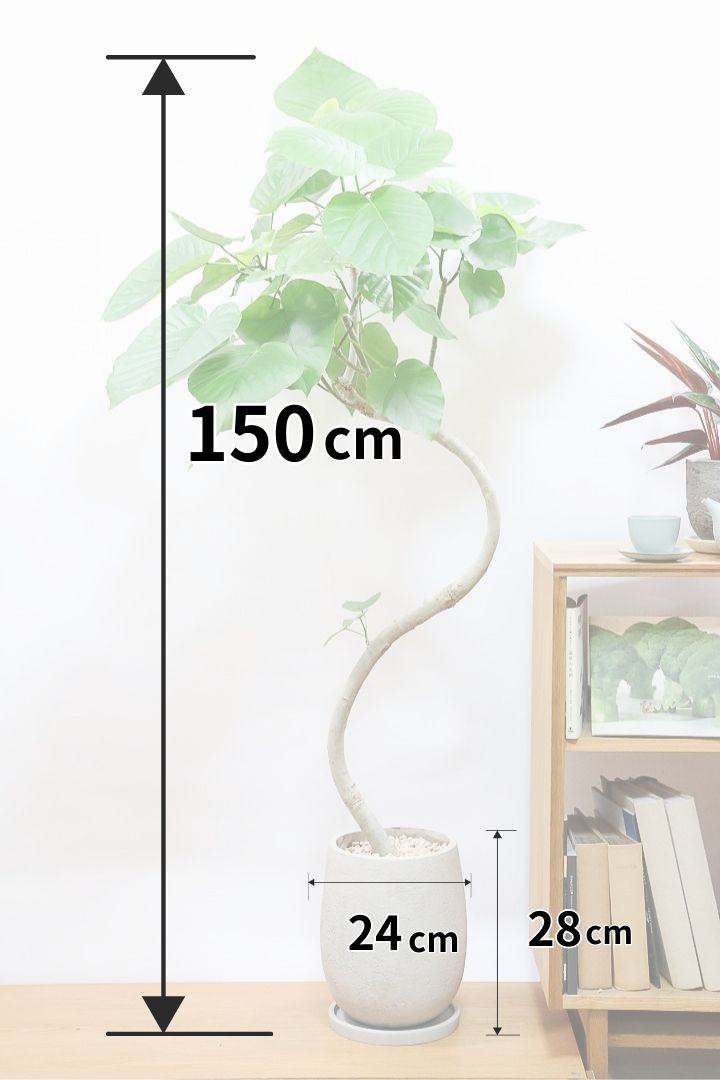【ウンベラータ】鹿児島の有名な生産者さんが手塩にかけて作りました！最高の樹形です！