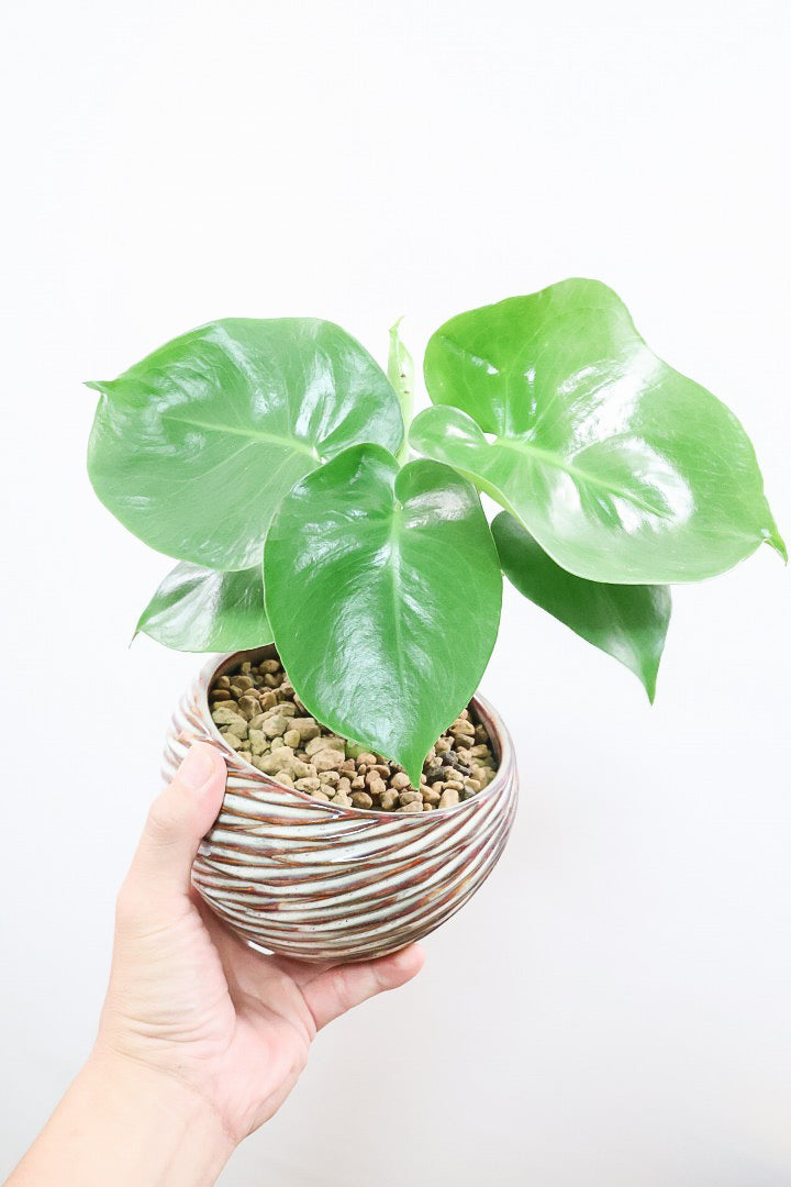 【モンステラ】かわいすぎますよ。だってこんなまん丸の葉っぱなんて…。流れるようなテクスチャのPOTも良い感じ！