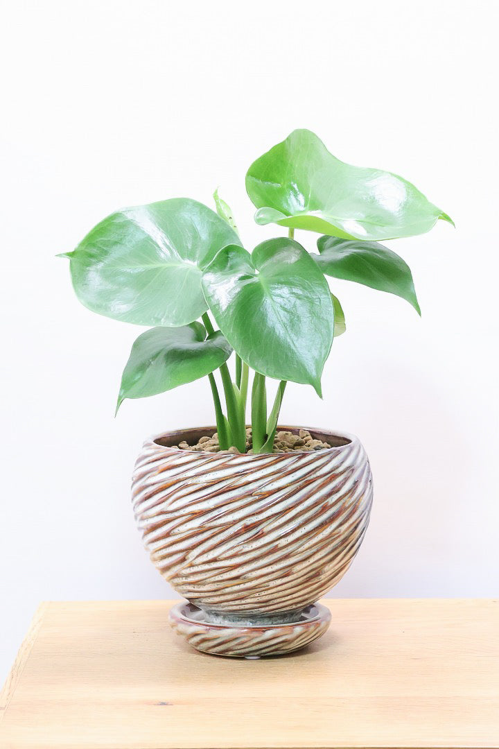 【モンステラ】かわいすぎますよ。だってこんなまん丸の葉っぱなんて…。流れるようなテクスチャのPOTも良い感じ！