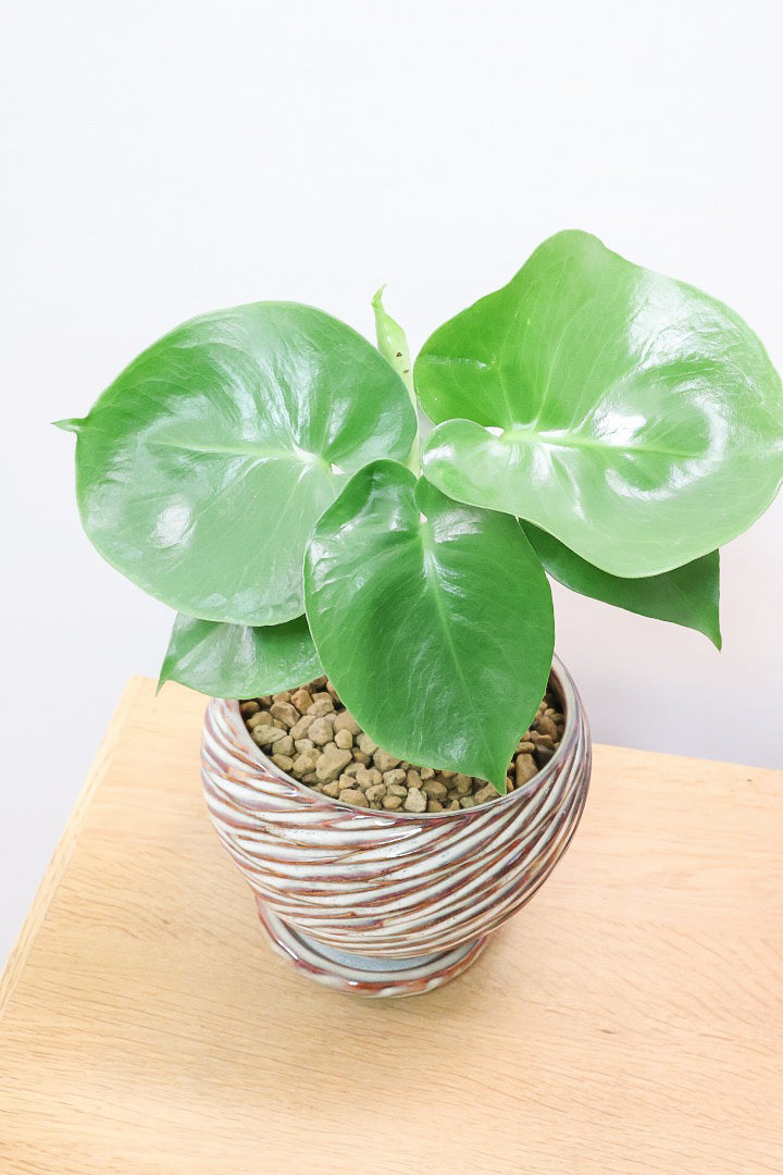 【モンステラ】かわいすぎますよ。だってこんなまん丸の葉っぱなんて…。流れるようなテクスチャのPOTも良い感じ！