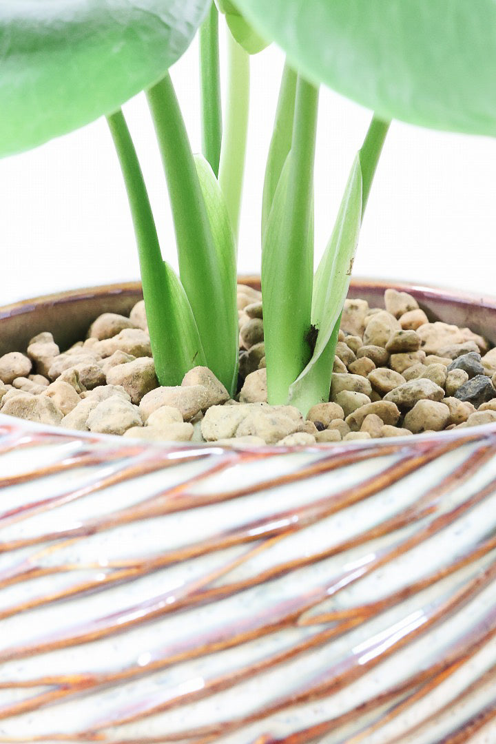 【モンステラ】かわいすぎますよ。だってこんなまん丸の葉っぱなんて…。流れるようなテクスチャのPOTも良い感じ！