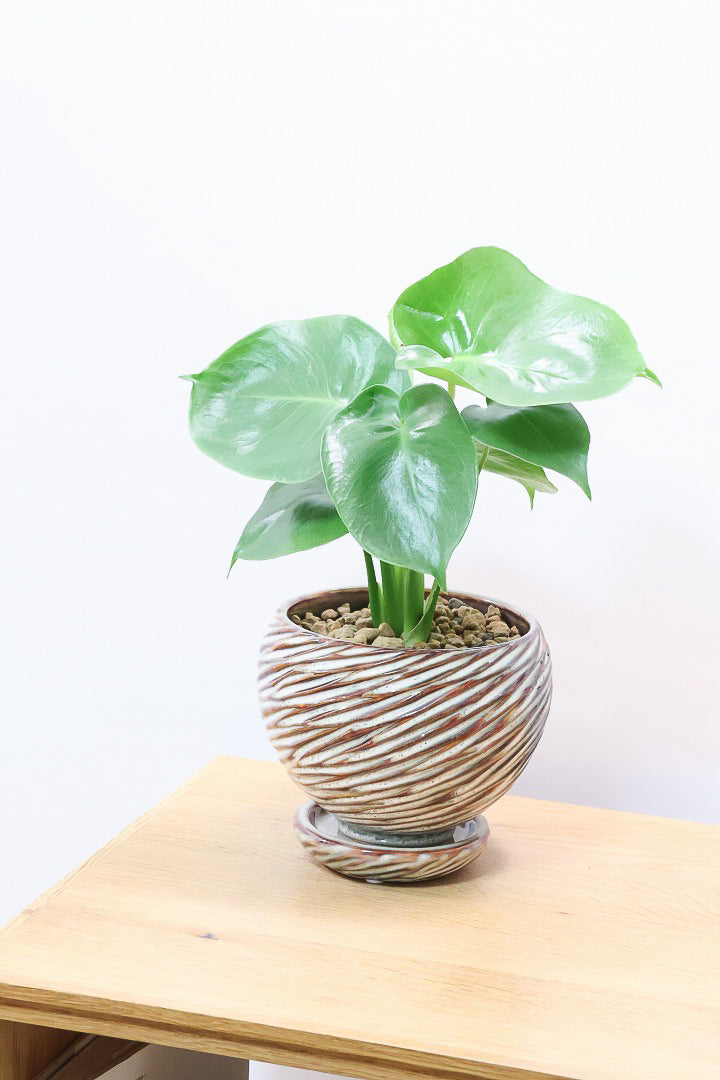 【モンステラ】かわいすぎますよ。だってこんなまん丸の葉っぱなんて…。流れるようなテクスチャのPOTも良い感じ！