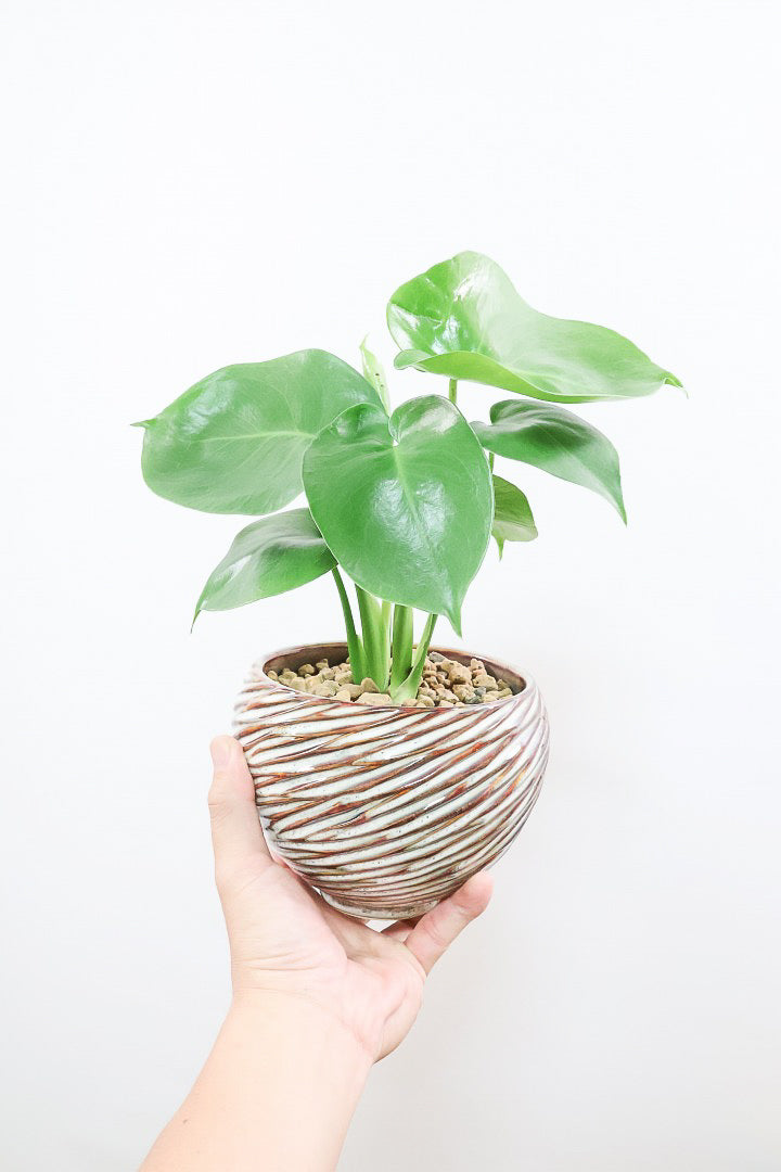 【モンステラ】かわいすぎますよ。だってこんなまん丸の葉っぱなんて…。流れるようなテクスチャのPOTも良い感じ！