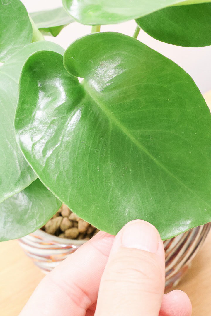 【モンステラ】かわいすぎますよ。だってこんなまん丸の葉っぱなんて…。流れるようなテクスチャのPOTも良い感じ！