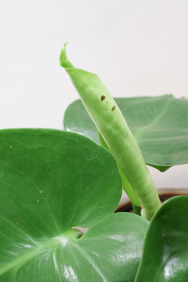 【モンステラ】かわいすぎますよ。だってこんなまん丸の葉っぱなんて…。流れるようなテクスチャのPOTも良い感じ！