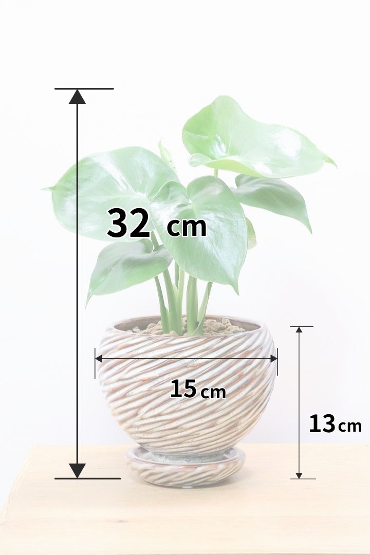 【モンステラ】かわいすぎますよ。だってこんなまん丸の葉っぱなんて…。流れるようなテクスチャのPOTも良い感じ！