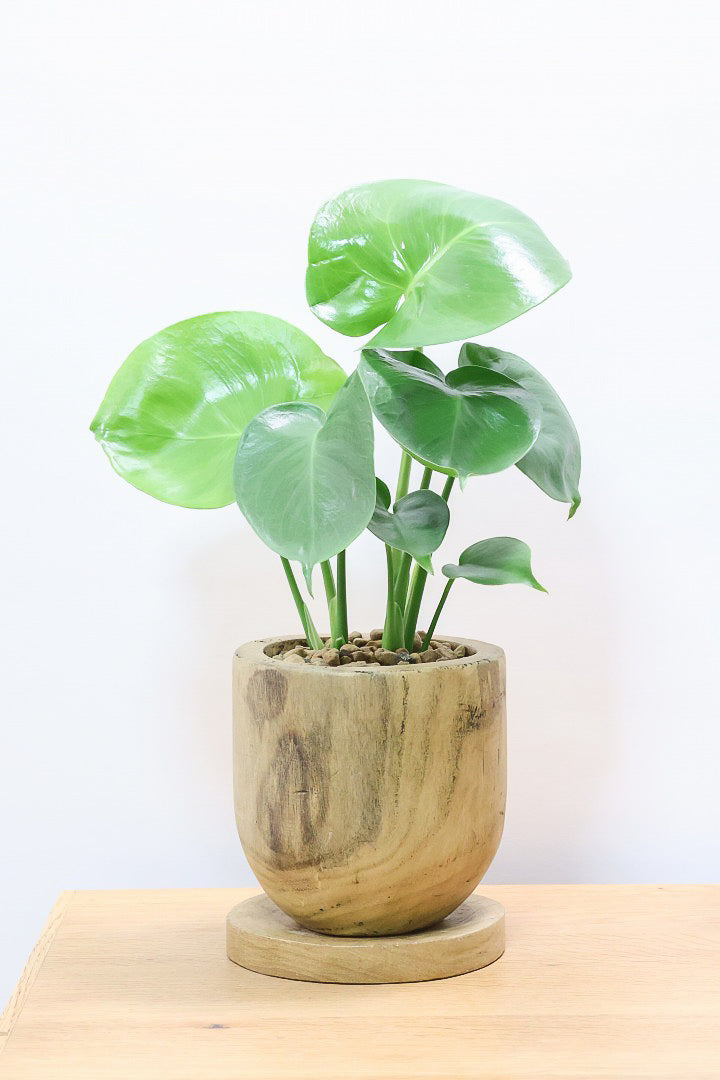 【モンステラ】かわいすぎますよ。だってこんなまん丸の葉っぱなんて…。人気の木製POTもGOOD！