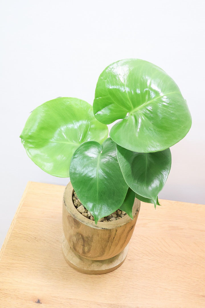 【モンステラ】かわいすぎますよ。だってこんなまん丸の葉っぱなんて…。人気の木製POTもGOOD！