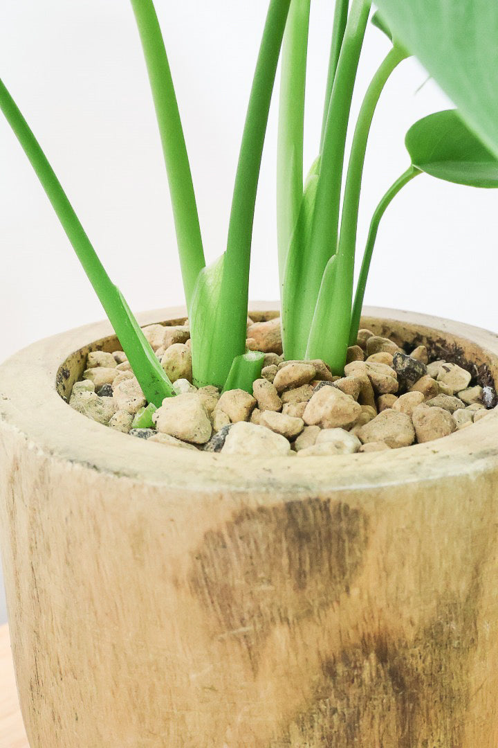 【モンステラ】かわいすぎますよ。だってこんなまん丸の葉っぱなんて…。人気の木製POTもGOOD！