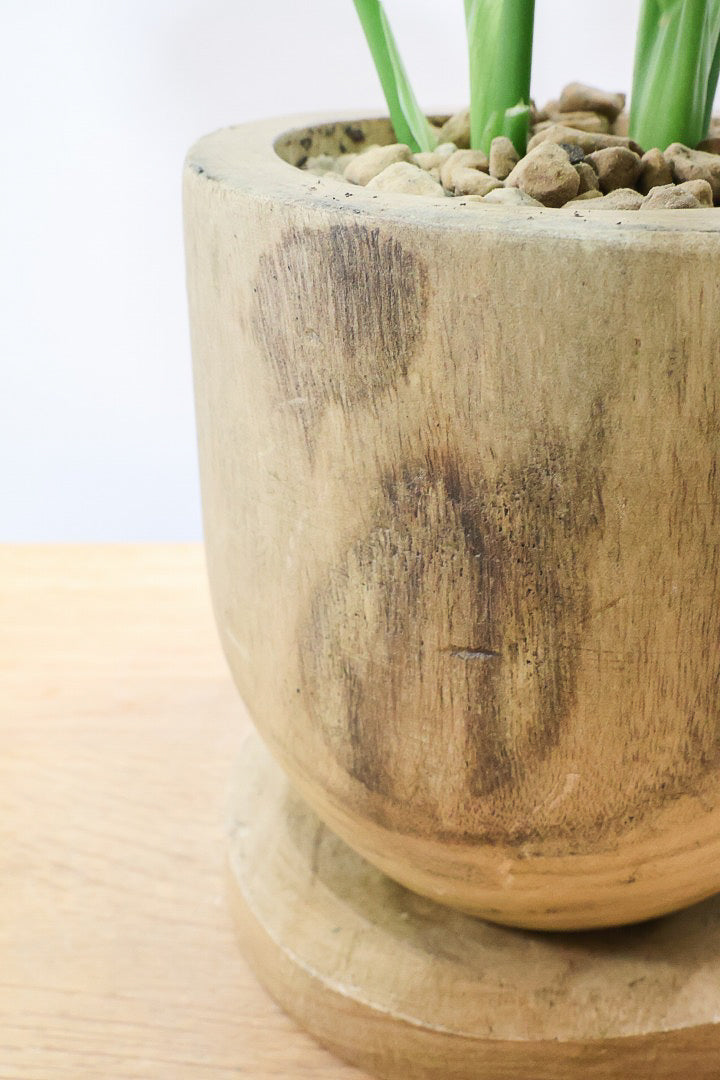 【モンステラ】かわいすぎますよ。だってこんなまん丸の葉っぱなんて…。人気の木製POTもGOOD！