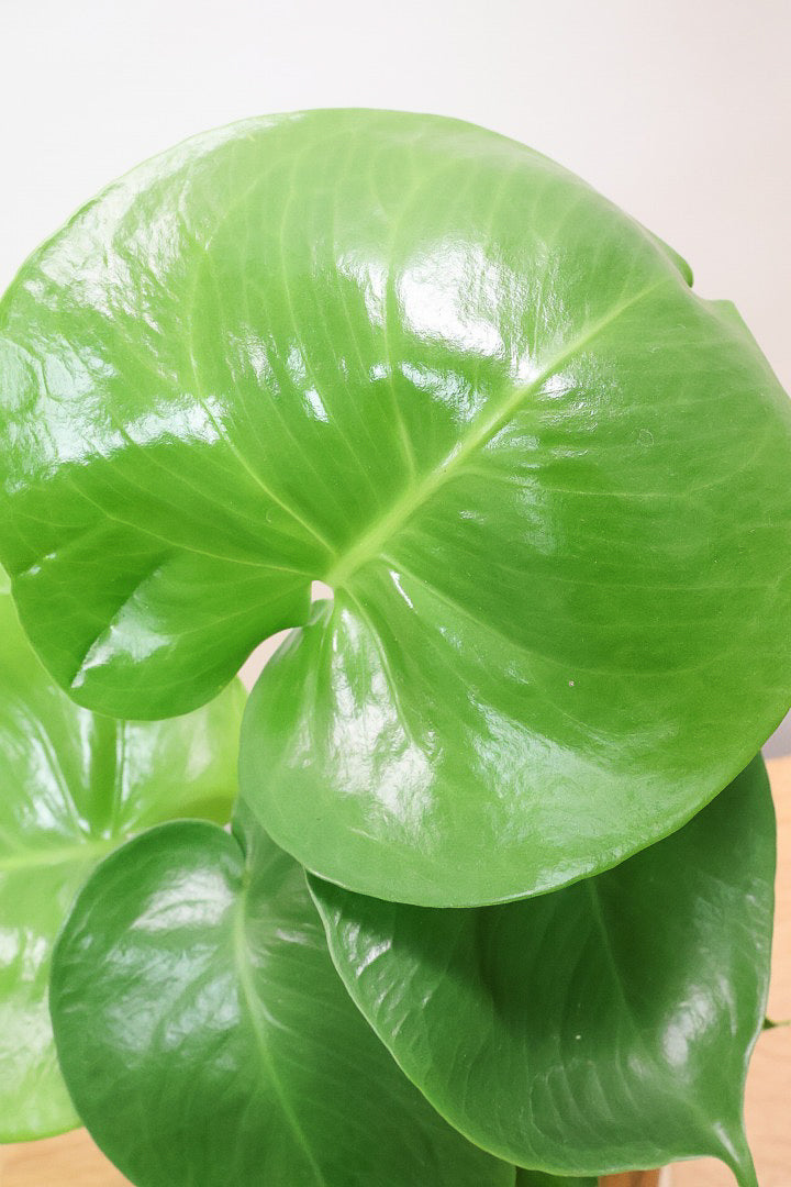 【モンステラ】かわいすぎますよ。だってこんなまん丸の葉っぱなんて…。人気の木製POTもGOOD！