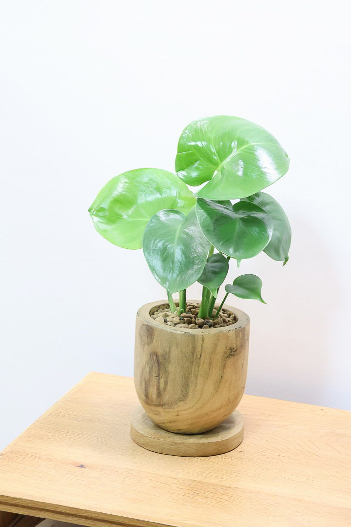 【モンステラ】かわいすぎますよ。だってこんなまん丸の葉っぱなんて…。人気の木製POTもGOOD！