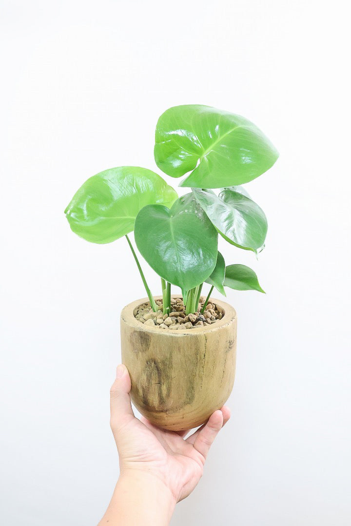 【モンステラ】かわいすぎますよ。だってこんなまん丸の葉っぱなんて…。人気の木製POTもGOOD！