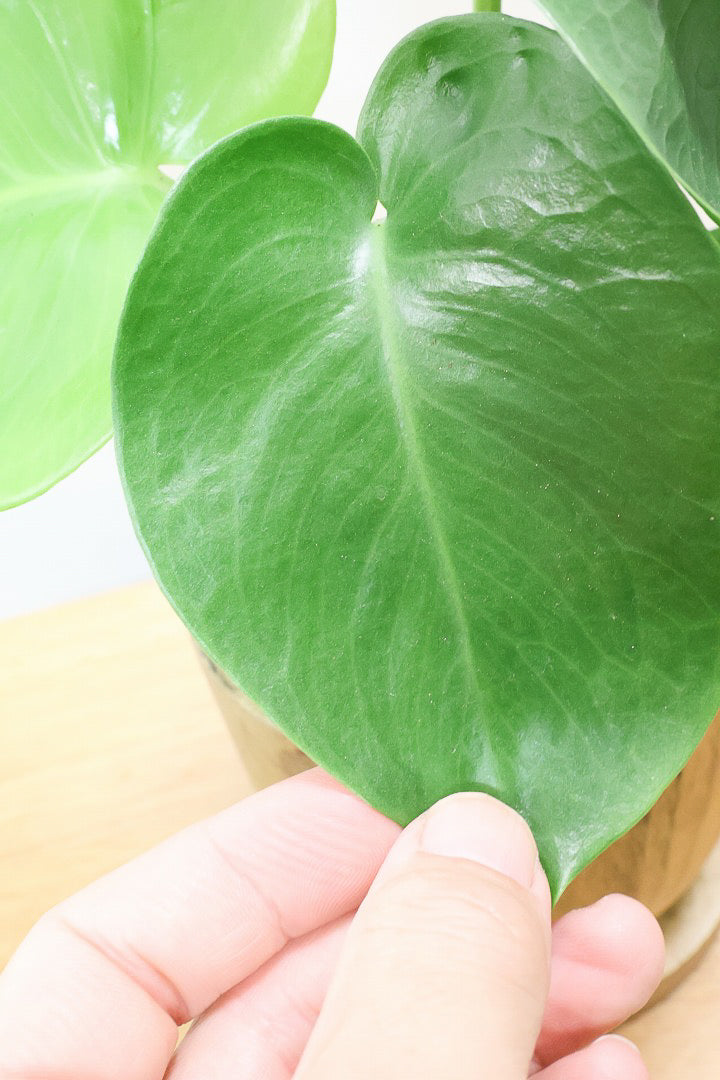 【モンステラ】かわいすぎますよ。だってこんなまん丸の葉っぱなんて…。人気の木製POTもGOOD！
