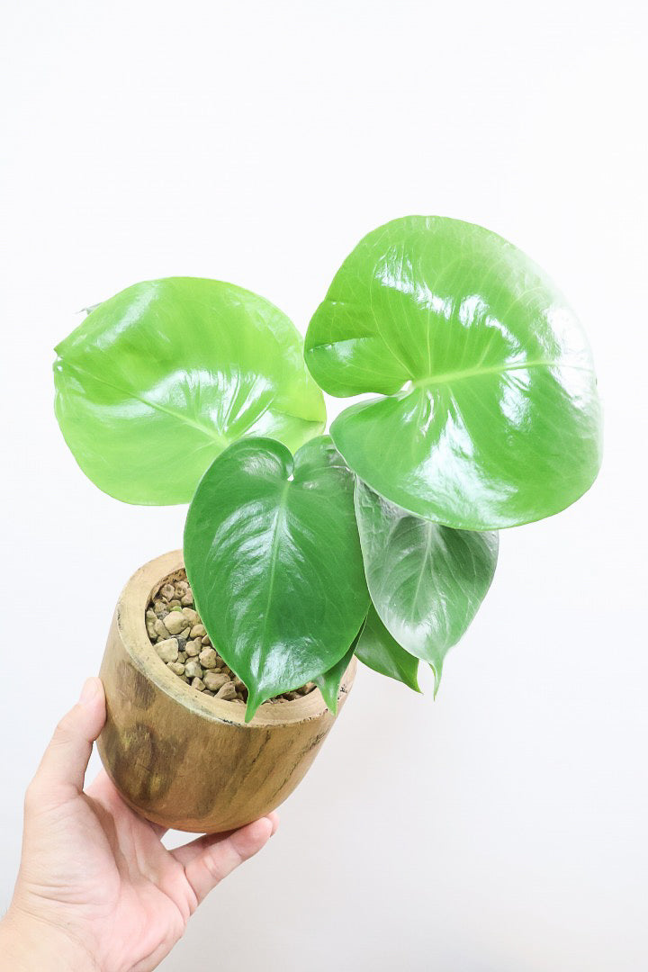【モンステラ】かわいすぎますよ。だってこんなまん丸の葉っぱなんて…。人気の木製POTもGOOD！