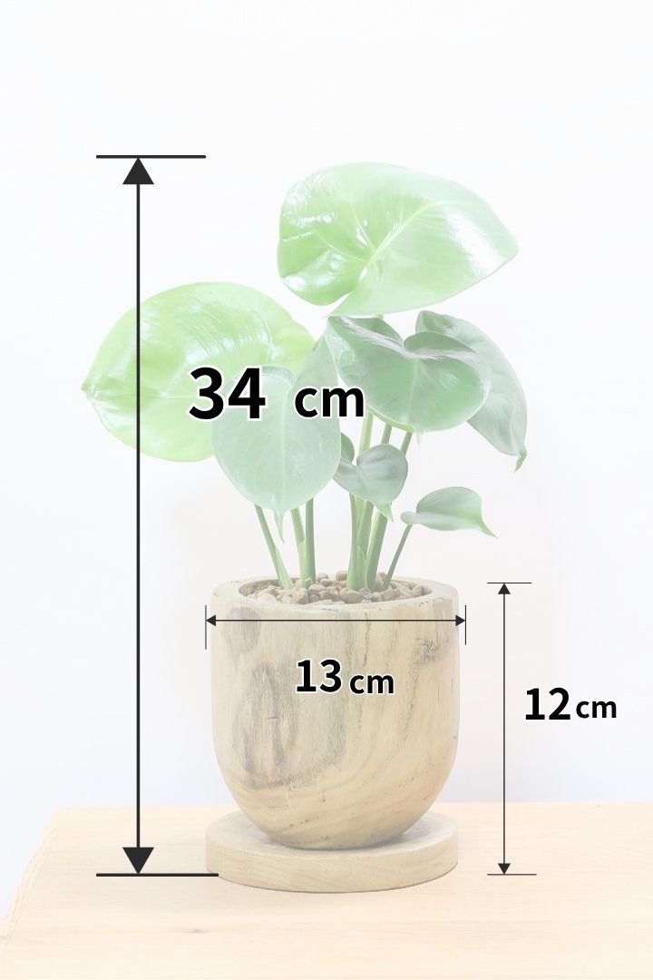 【モンステラ】かわいすぎますよ。だってこんなまん丸の葉っぱなんて…。人気の木製POTもGOOD！