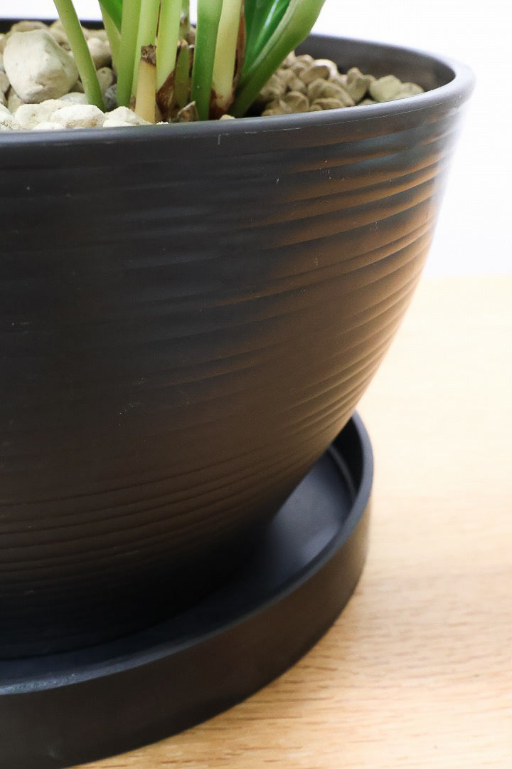 【アンスリウム プロウマニー】軽量で扱いやすいプラスチックPOT。硬くしっかりとした美しい葉！お得な2株入り！