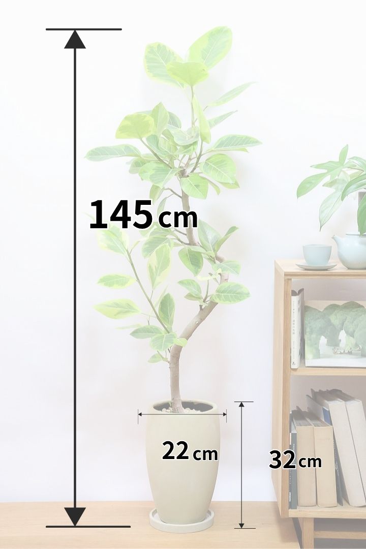 【アルテシマ】沖縄で育ちました！他の物と比べても幹の太さが違います！スリムでスタイリッシュなので素敵です！