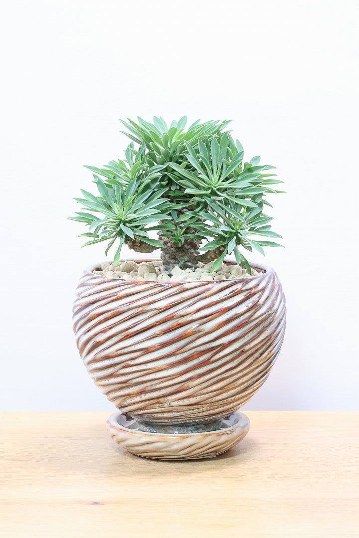 ユーフォルビア・ソテツキリンAIV60538| 観葉植物の通信販売