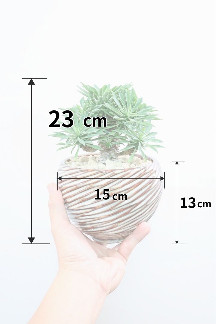ユーフォルビア・ソテツキリンAIV60538| 観葉植物の通信販売