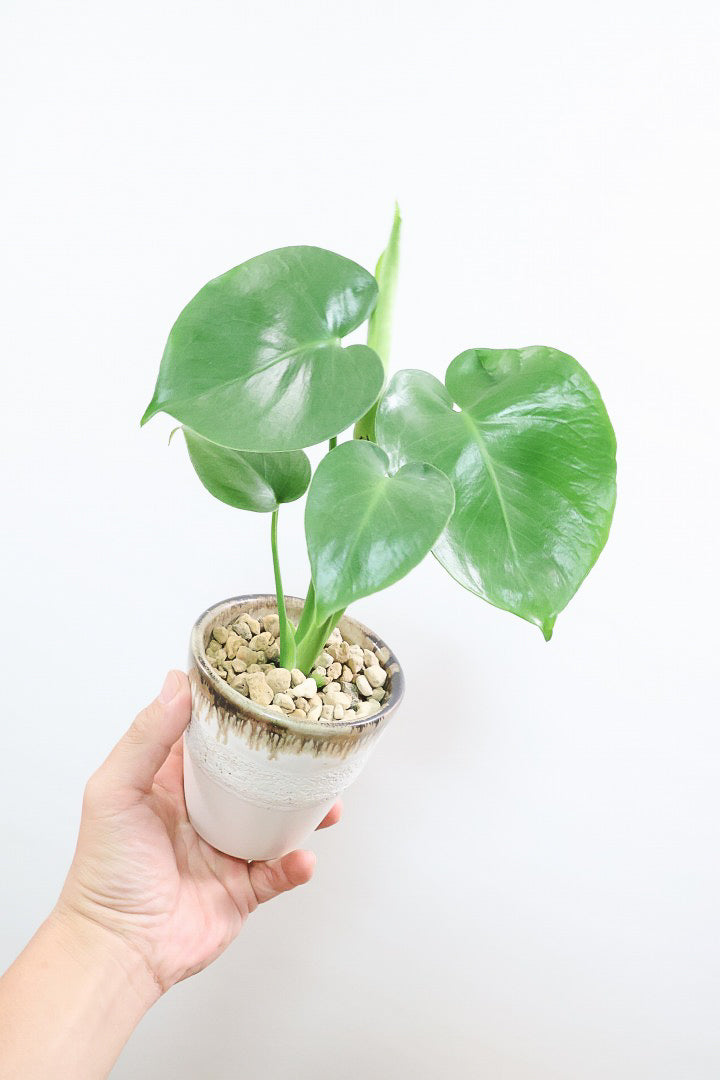【モンステラ】落ち着いたカラーのPOT！コレかわいすぎますよ。だってこんなまん丸の葉っぱなんて…。流れるようなテクスチャのPOTも良い感じ！